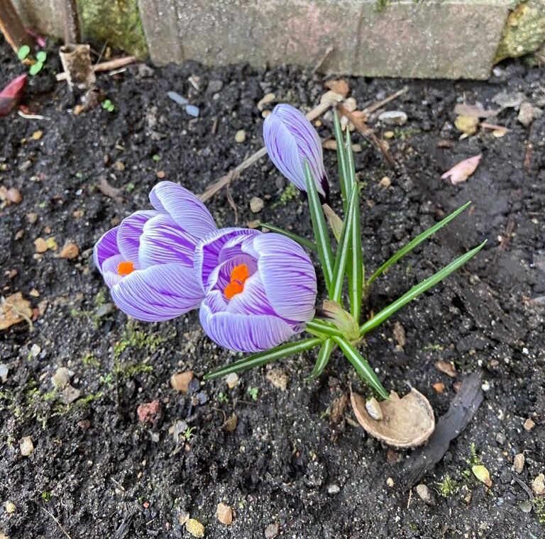 Springtime Crocus at Croydon Vision